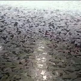 Холоднопрокатное покрытие цинка свернуло гальванизированную сталь 30mm-1500mm